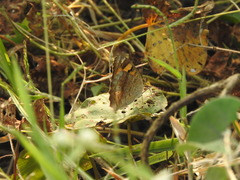 Junonia hierta hierta