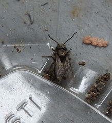 Osmia lignaria
