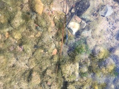 Chaetophora