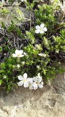 Phlox hoodii