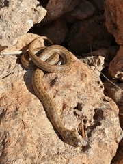 Macroprotodon mauritanicus