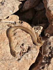 Macroprotodon mauritanicus