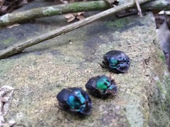 Phanaeus splendidulus