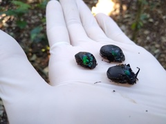 Phanaeus splendidulus