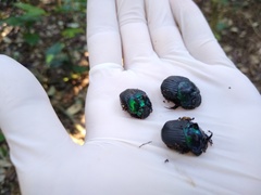 Phanaeus splendidulus