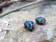 Phanaeus splendidulus