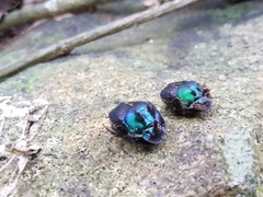 Phanaeus splendidulus