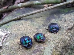 Phanaeus splendidulus