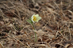 Pulsatilla patens