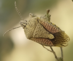 Pentatomidae