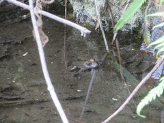 Lithobates magnaocularis