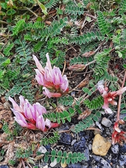 Astragalus monspessulanus