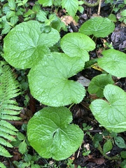Ligularia stenocephala
