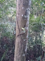Anodendron benthamiana