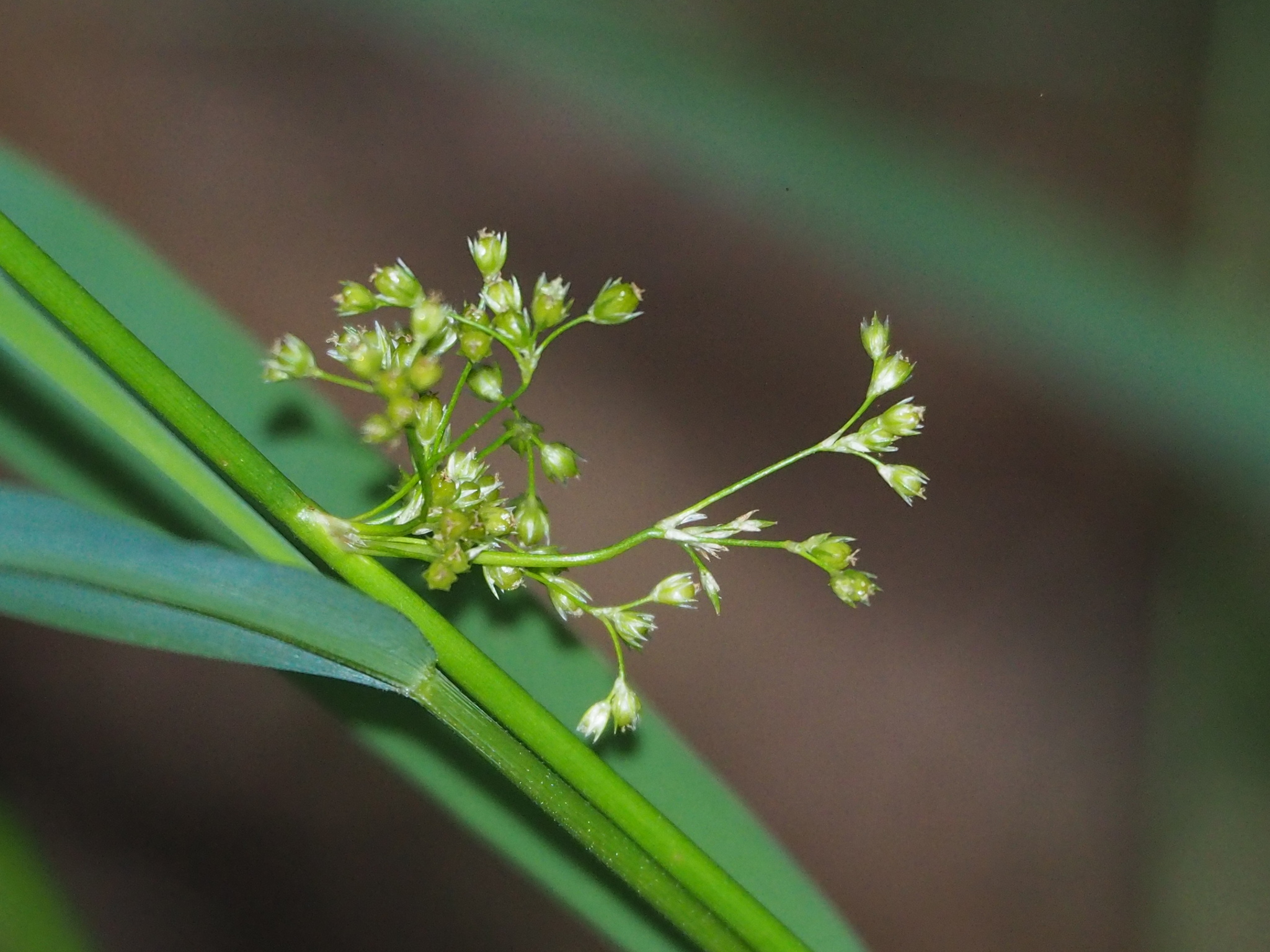 Juncus decipiens