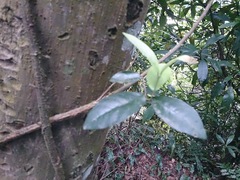 Anodendron benthamiana
