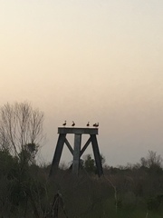 Dendrocygna autumnalis