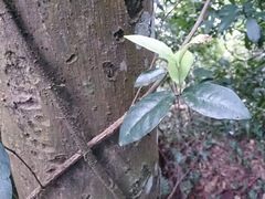 Anodendron benthamiana