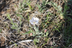 Convolvulus ammannii
