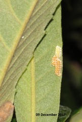 Negromantis gracillima