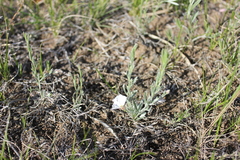 Convolvulus ammannii