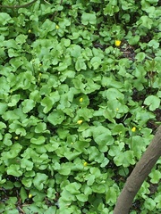 Ficaria verna
