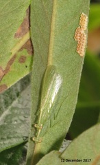Negromantis gracillima