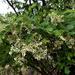 Dalbergia melanoxylon - Photo (c) Duncan McKenzie, μερικά δικαιώματα διατηρούνται (CC BY-NC), uploaded by Duncan McKenzie