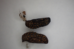 Melitaea cinxia