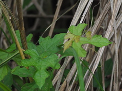 Ampelopsis glandulosa heterophylla