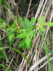 Ampelopsis glandulosa heterophylla