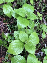 Comanthosphace formosana