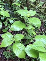 Comanthosphace formosana