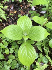 Comanthosphace formosana