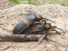 Mecistomela marginata