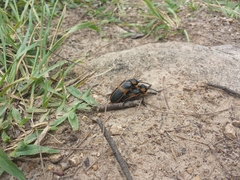 Mecistomela marginata