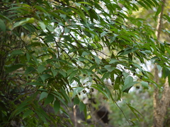 Grewia serrulata