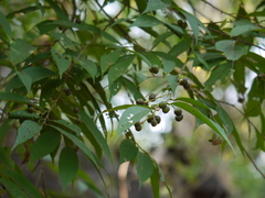 Grewia serrulata