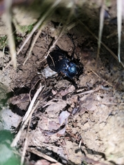 Carabus catenulatus