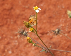 Bidens biternata