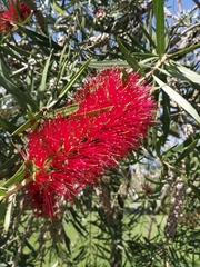Melaleuca