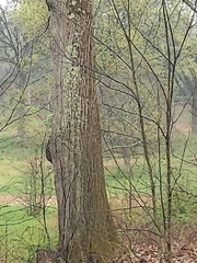 Melanerpes carolinus