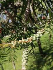 Melaleuca