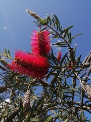 Melaleuca