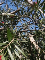 Melaleuca
