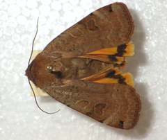 Noctua orbona