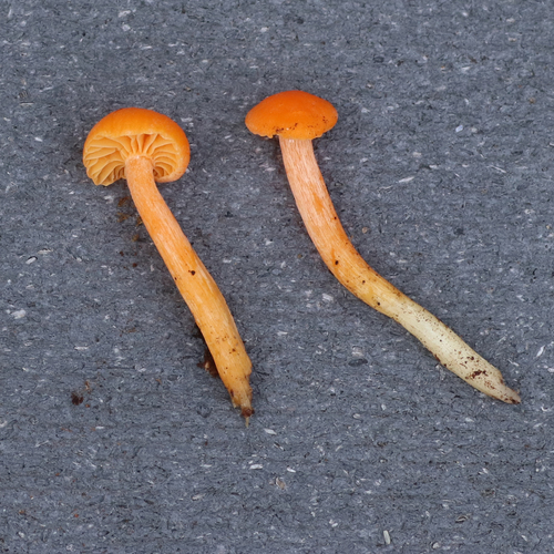Cuphophyllus aurantius