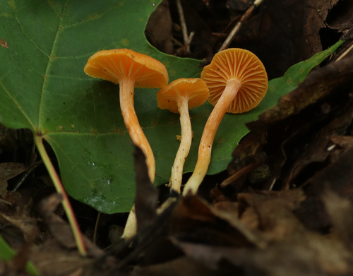 Cuphophyllus aurantius (Photo 2 of 2)