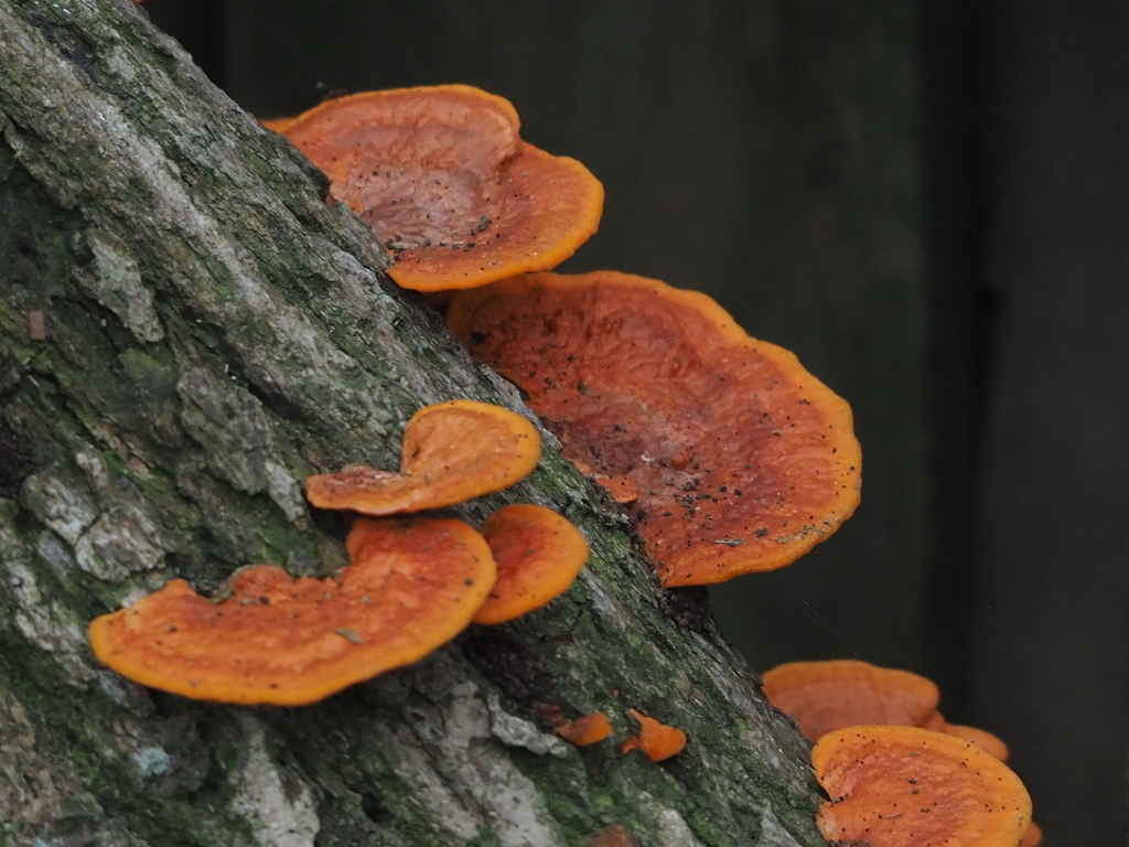 Trametes sanguinea · April 2021 · photo: © leaf0605 (iNaturalist, cc0)