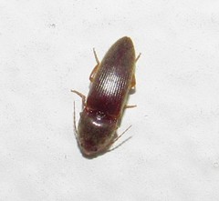 Elaterinae
